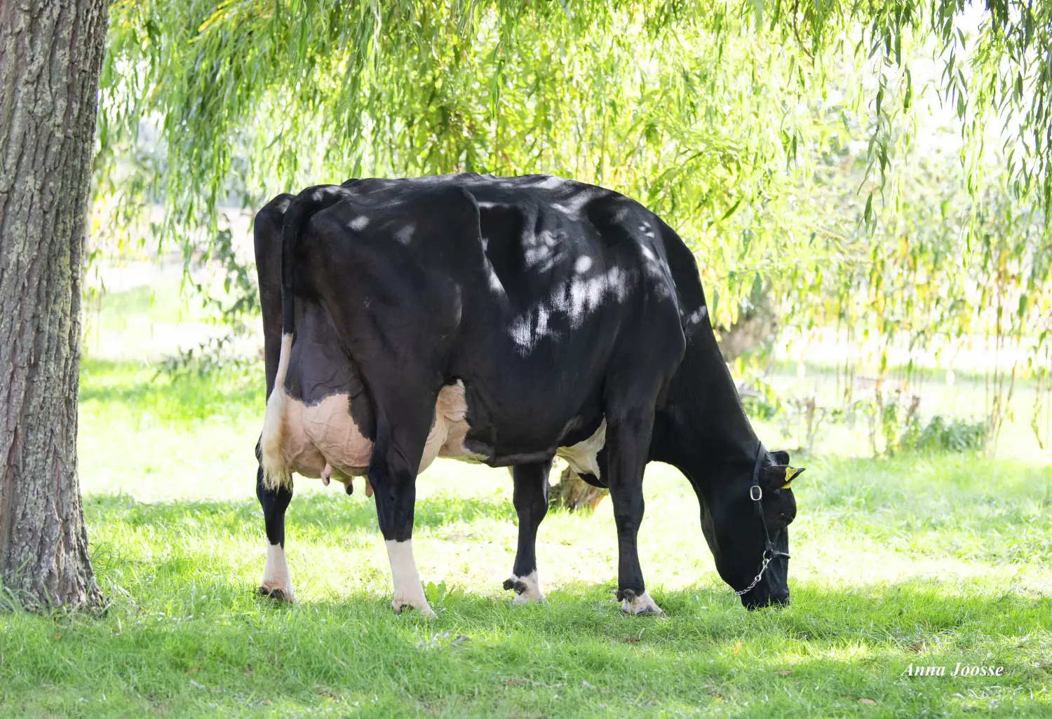Thoenes Holstein International