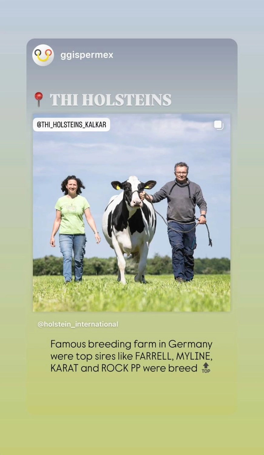 Thoenes Holstein International