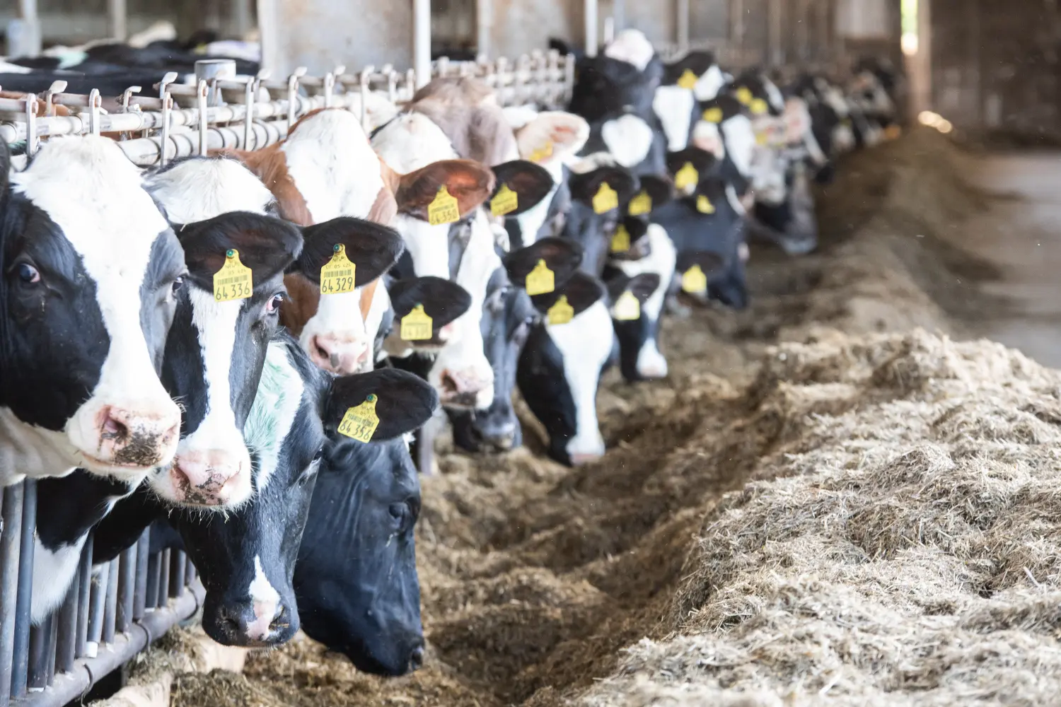 Kuhfarm von THI Thönes Holstein International