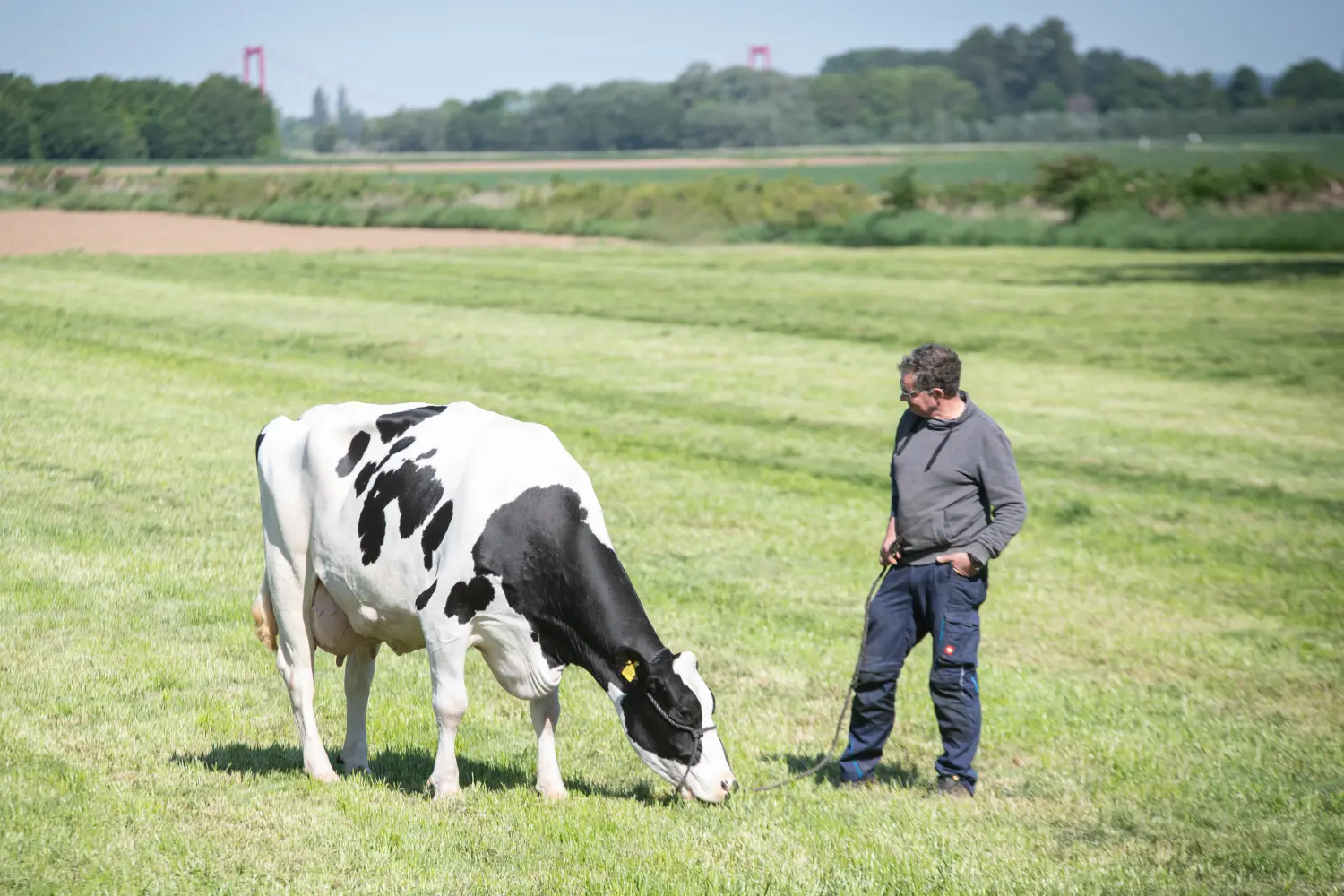 Kuh frisst Gras von THI Thönes Holstein International