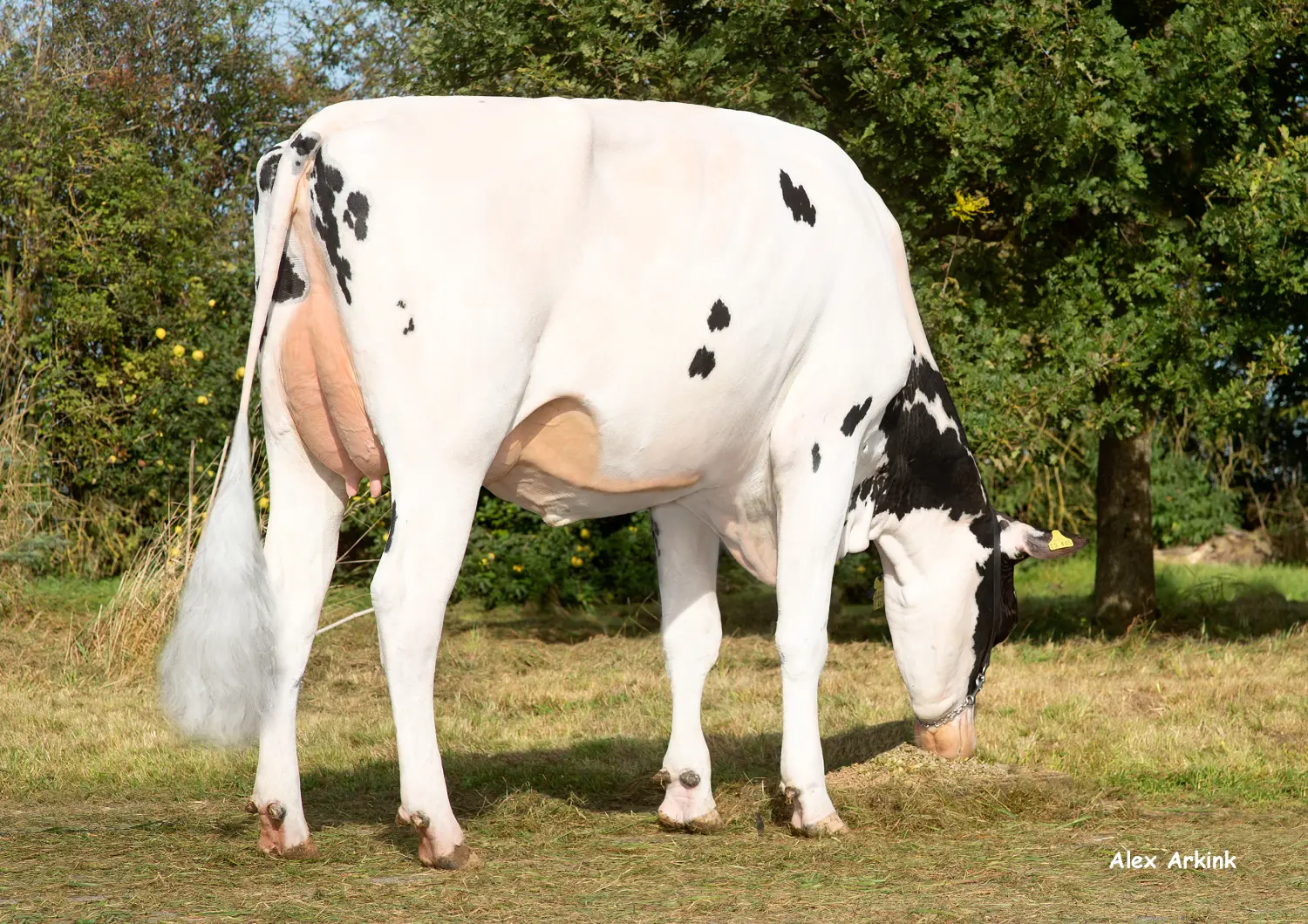Thoenes Holstein International