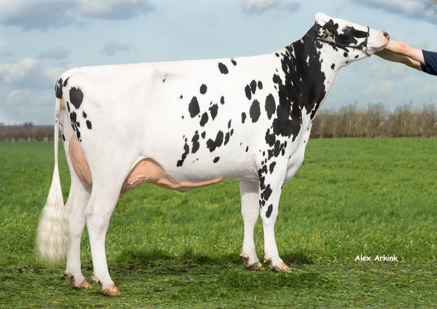 Thoenes Holstein International