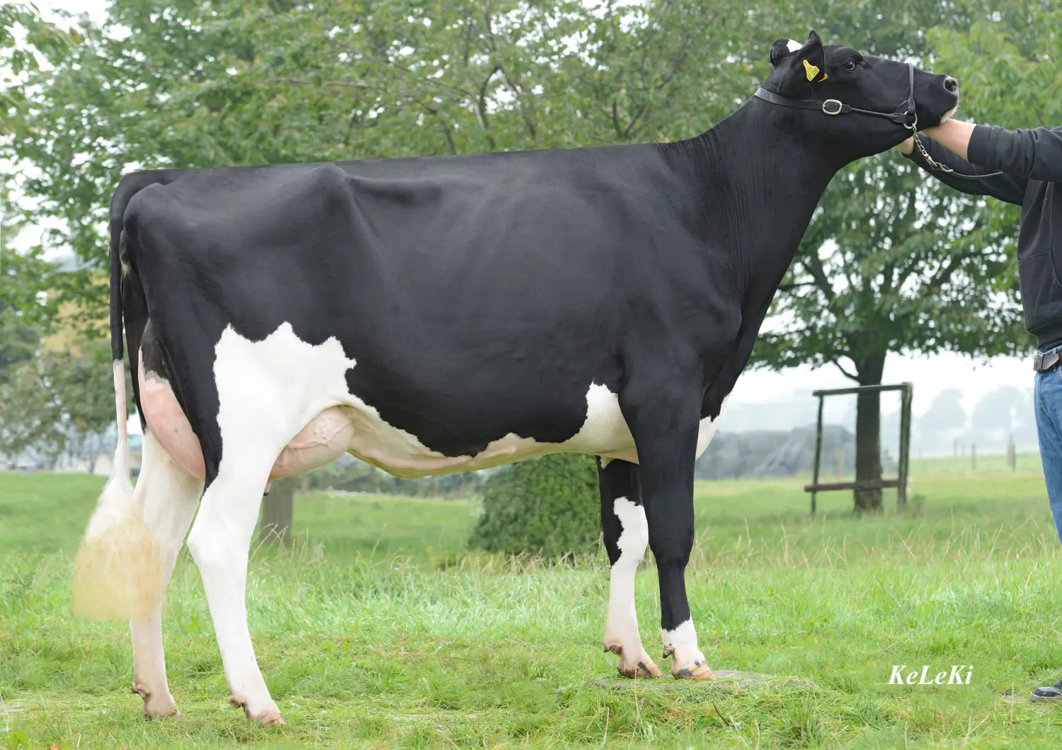 Thoenes Holstein International