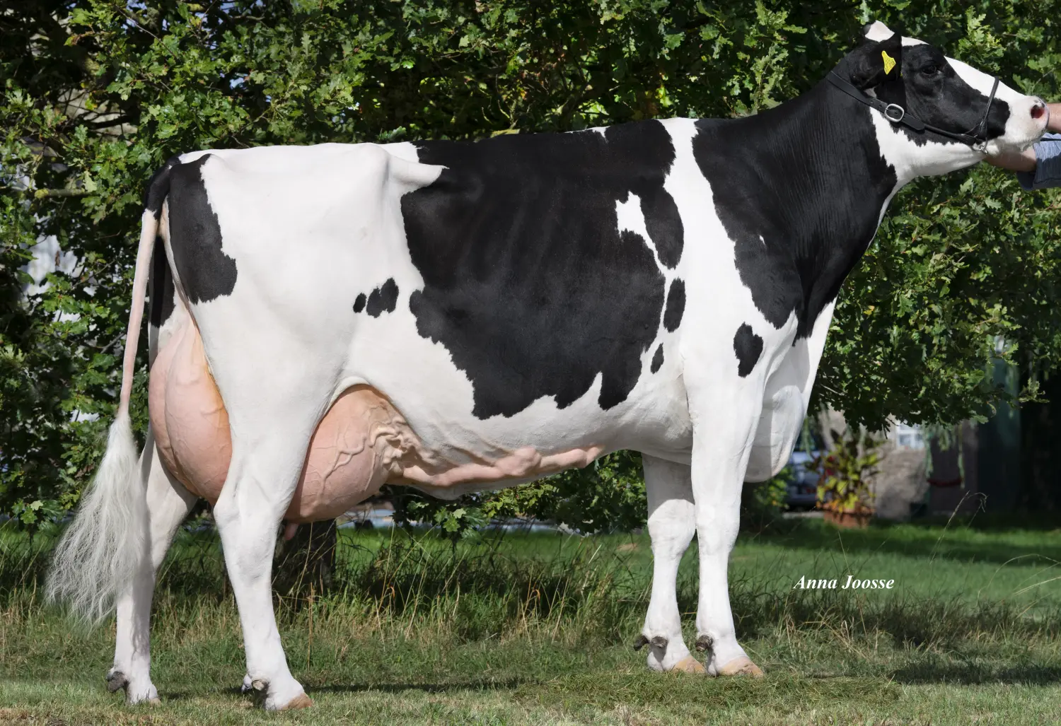 Thoenes Holstein International