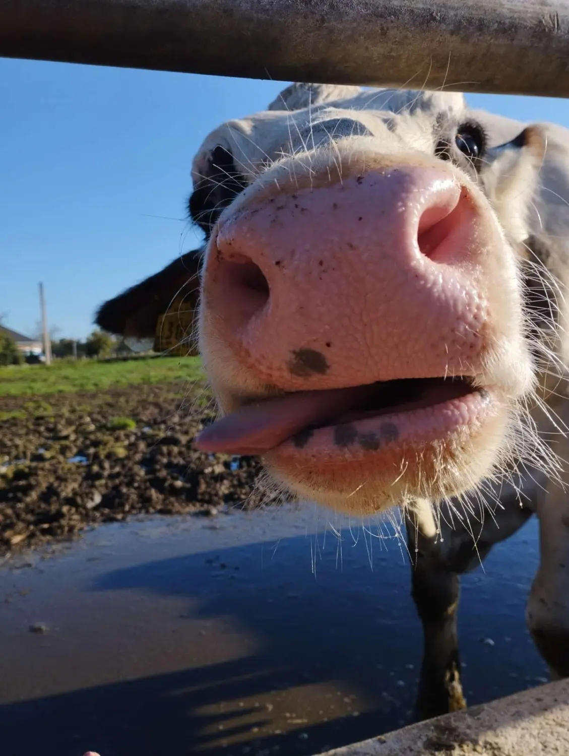 Thoenes Holstein International