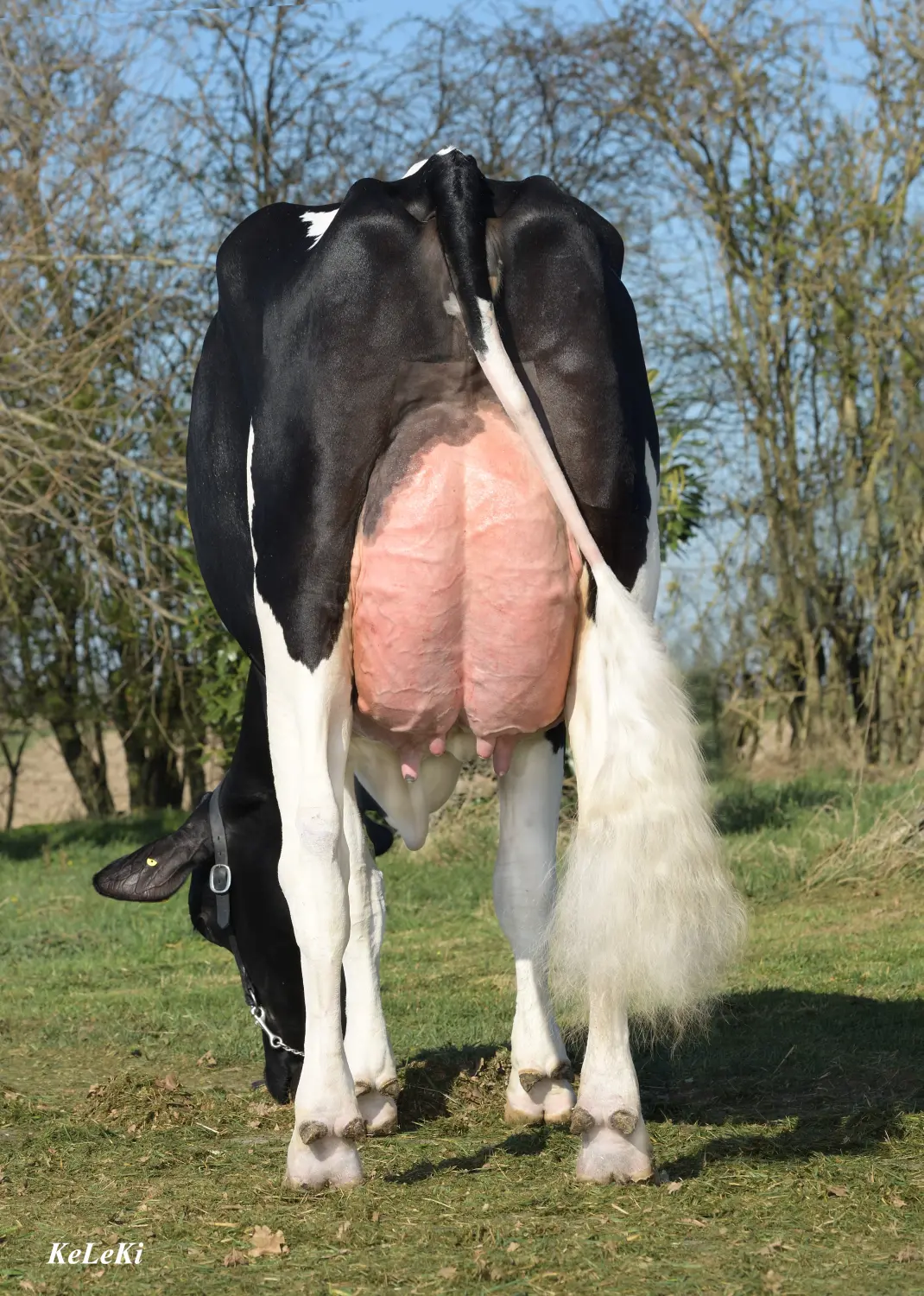 Thoenes Holstein International