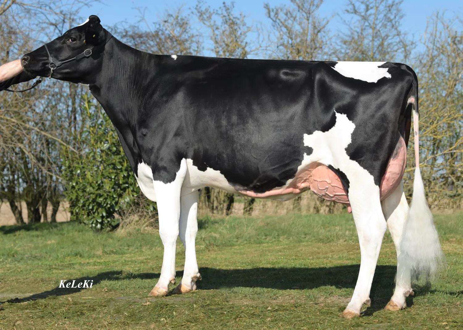 Thoenes Holstein International