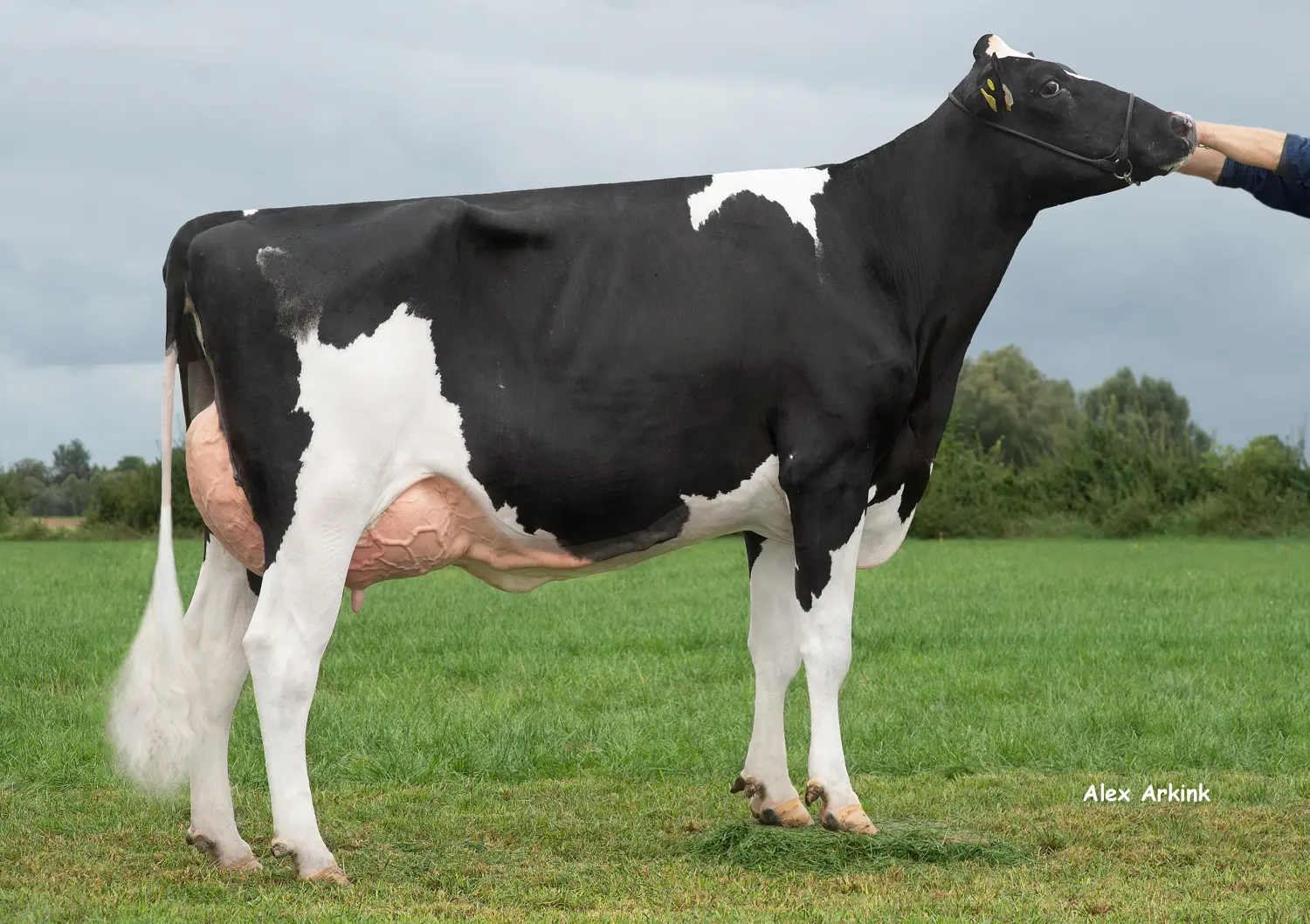 Thoenes Holstein International