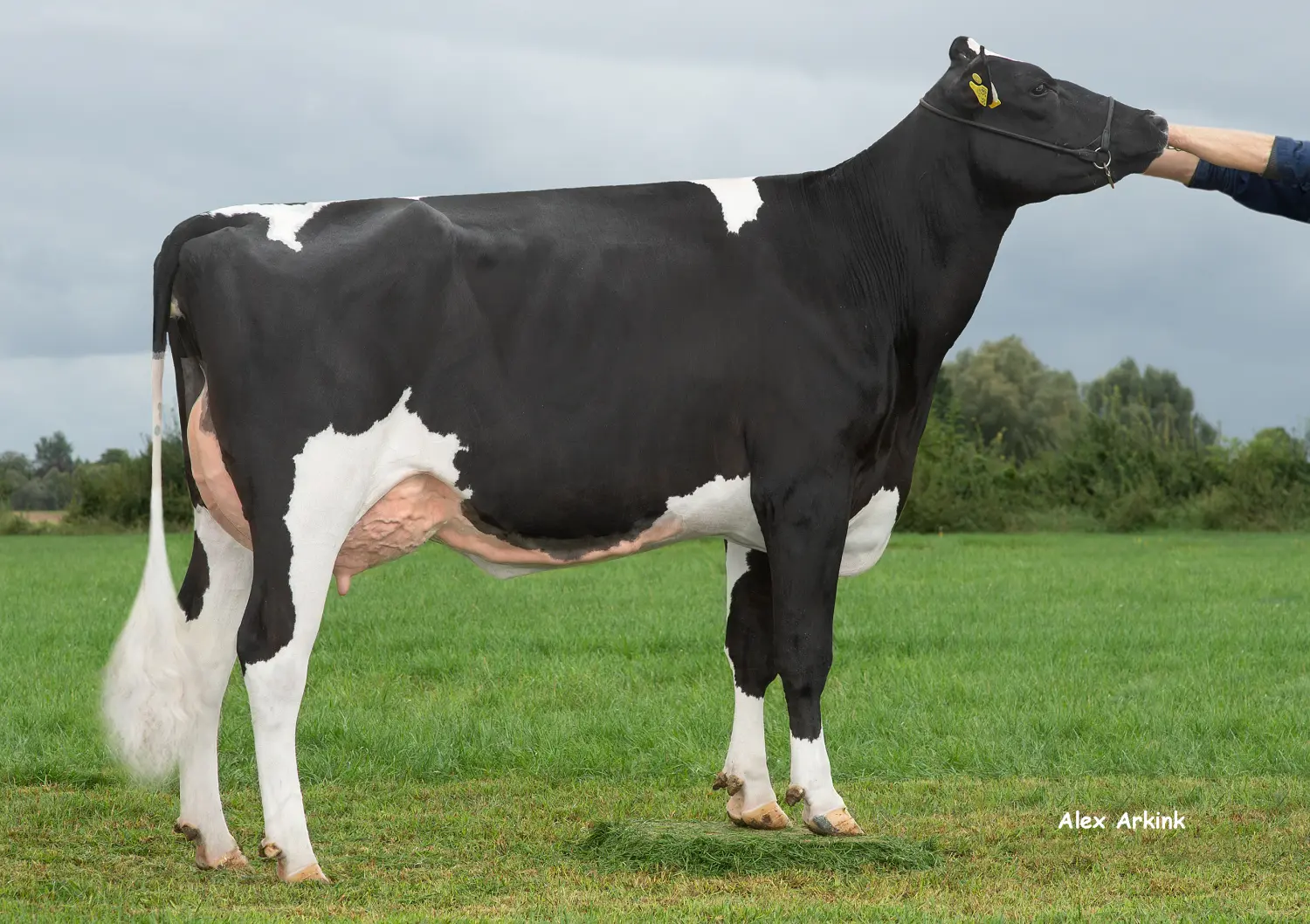Thoenes Holstein International