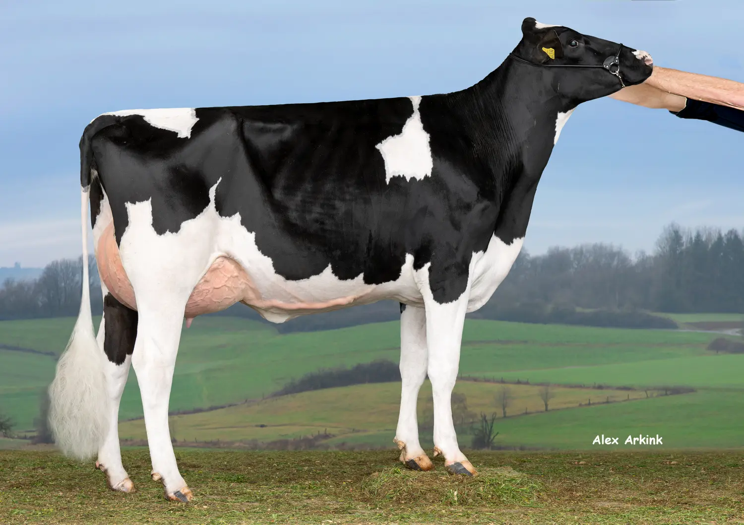 Thoenes Holstein International