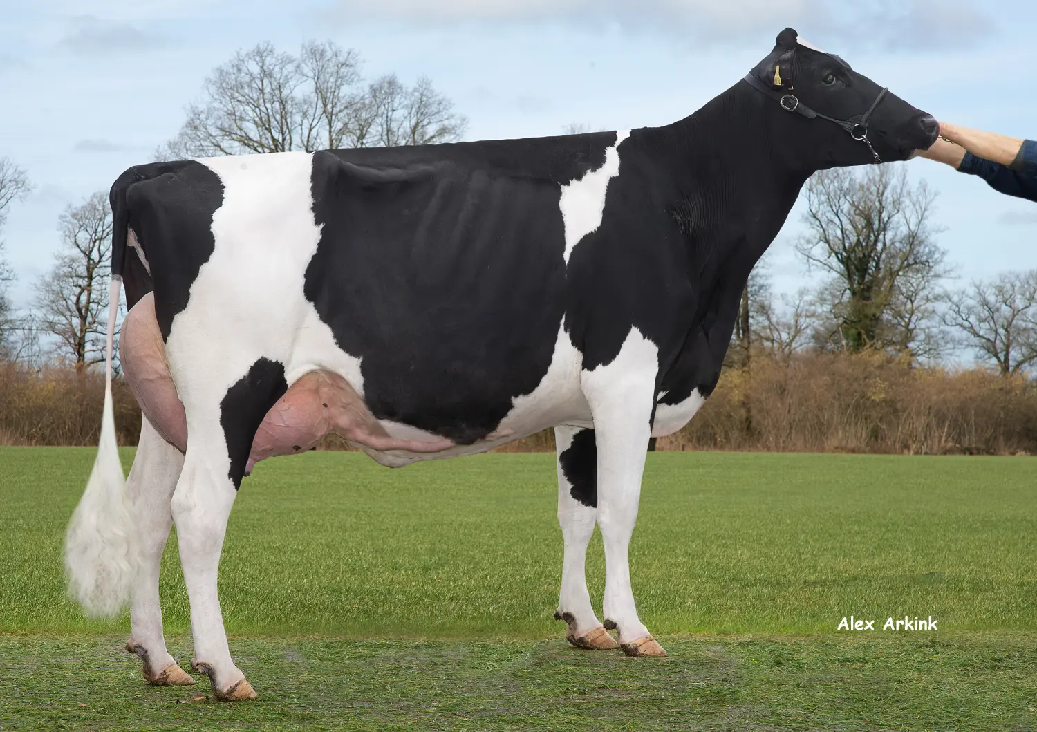 Thoenes Holstein International