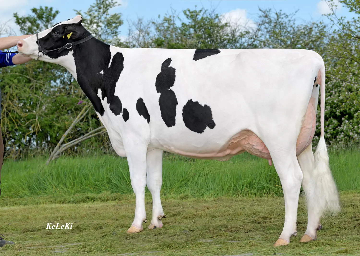 Thoenes Holstein International