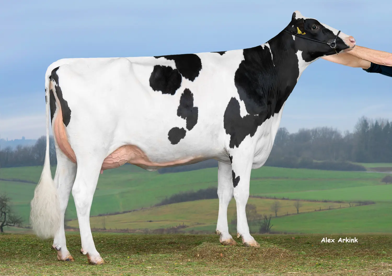 Thoenes Holstein International