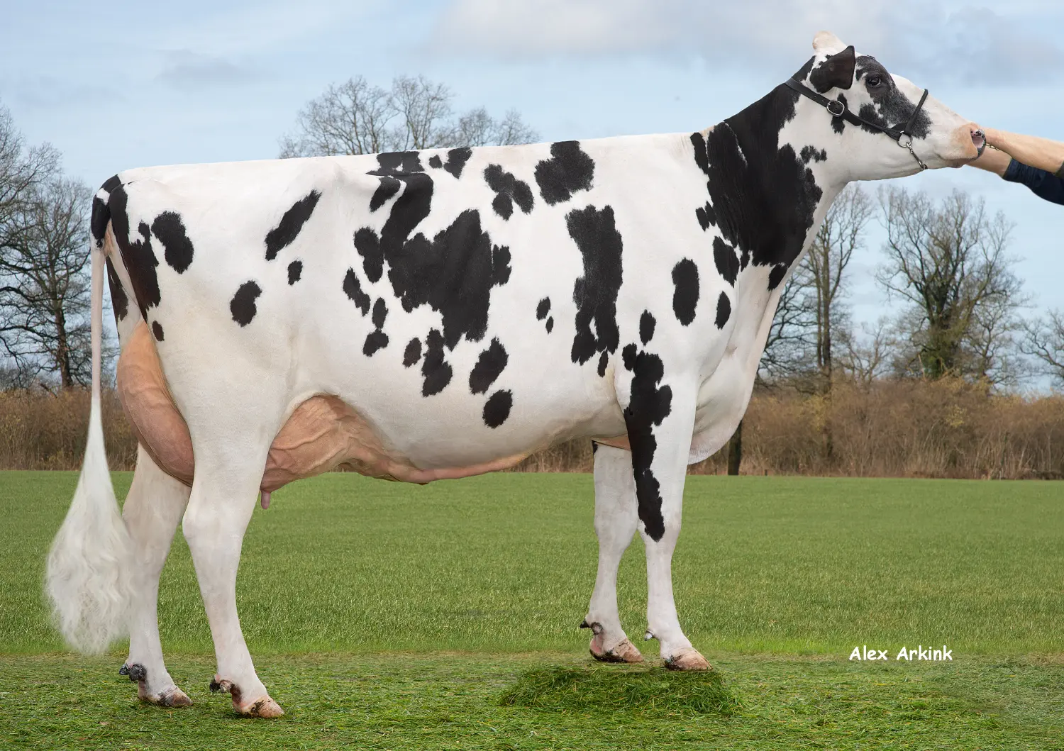 Thoenes Holstein International