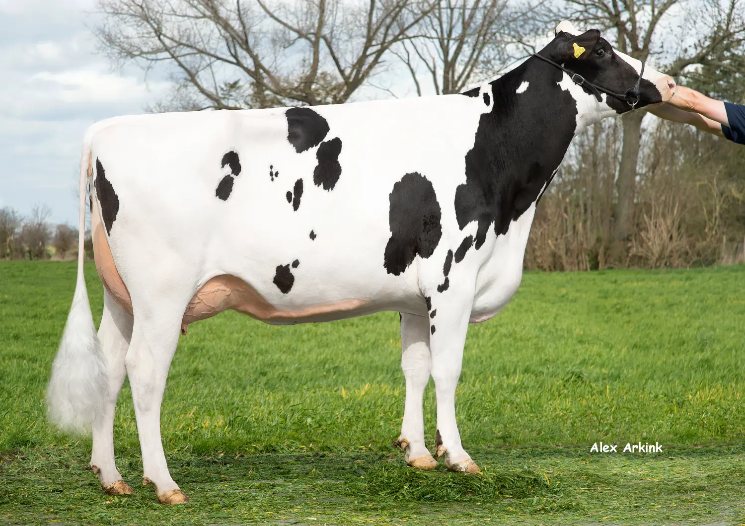 Thoenes Holstein International