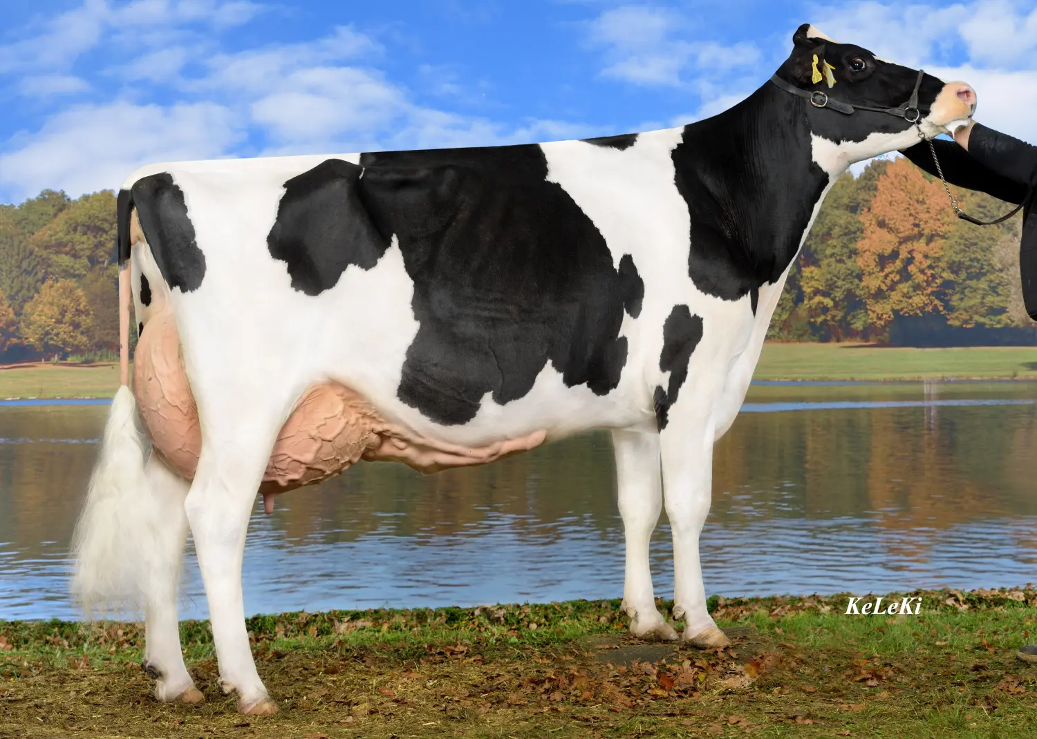 Thoenes Holstein International