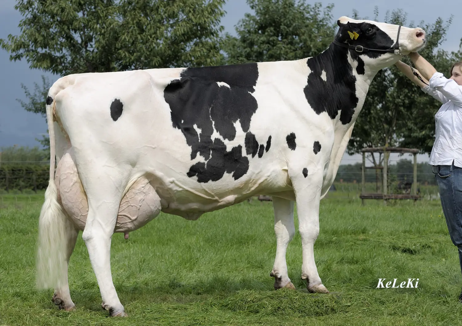 Thoenes Holstein International