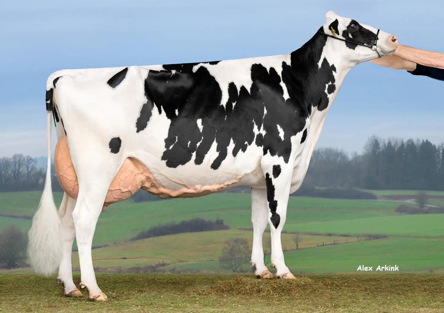 Thoenes Holstein International