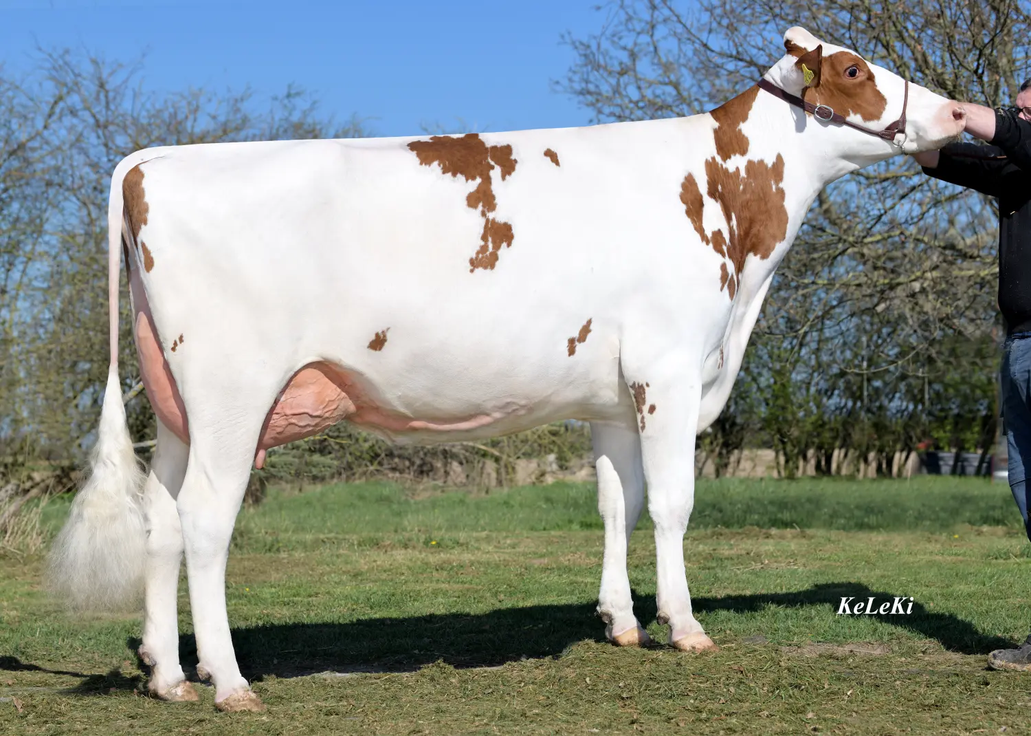 Thoenes Holstein International