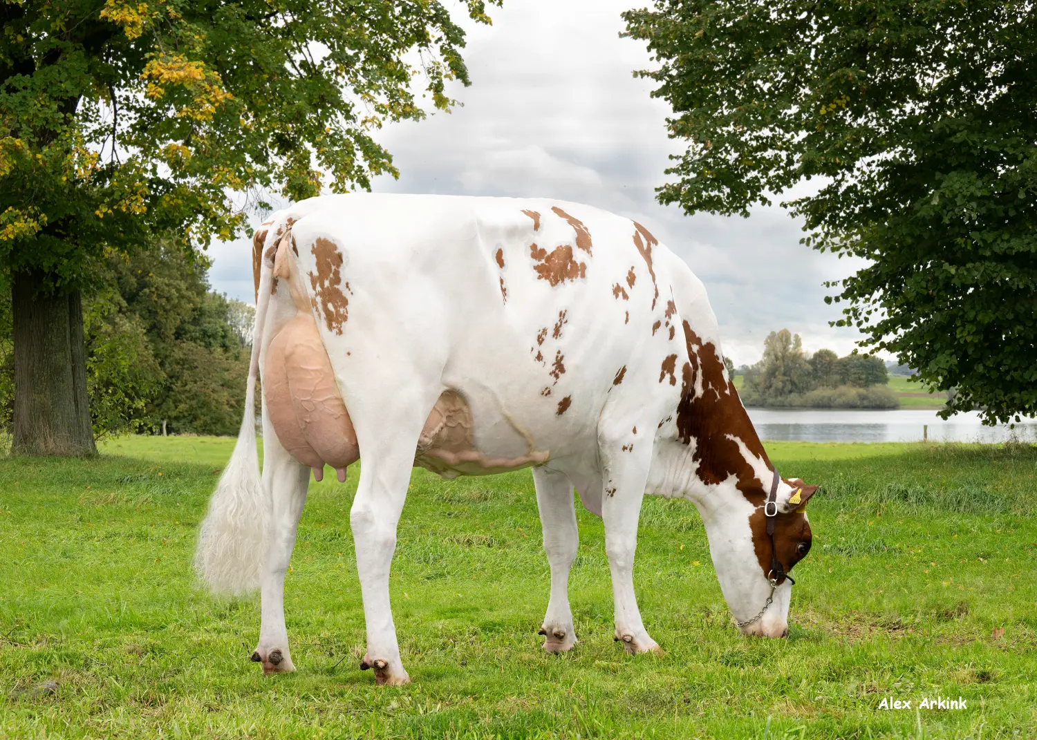 Thoenes Holstein International