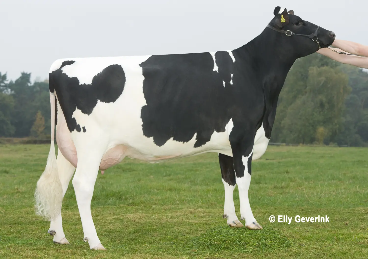 Thoenes Holstein International