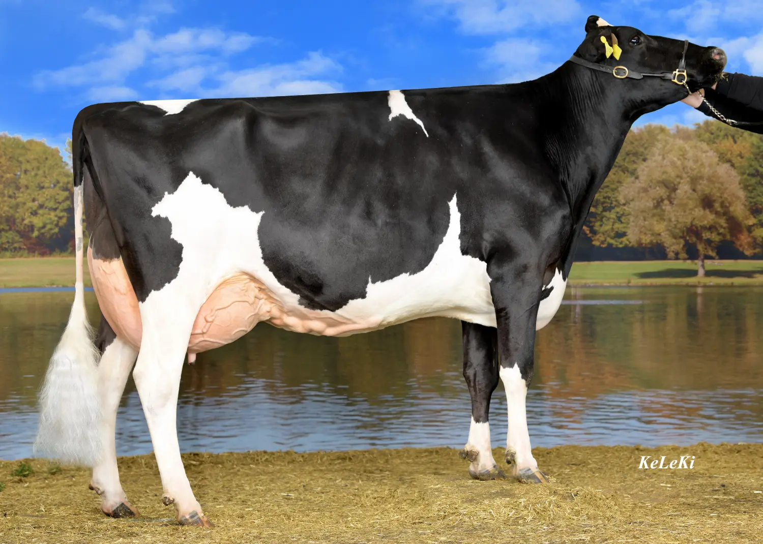 Thoenes Holstein International