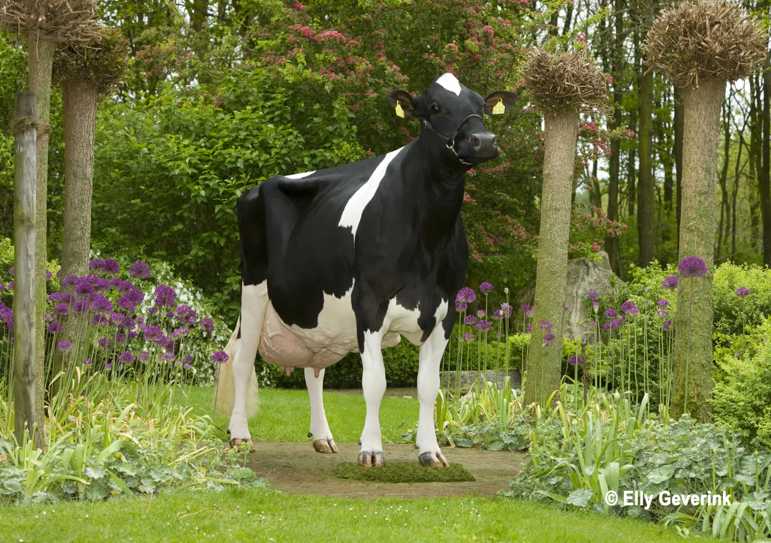 Thoenes Holstein International
