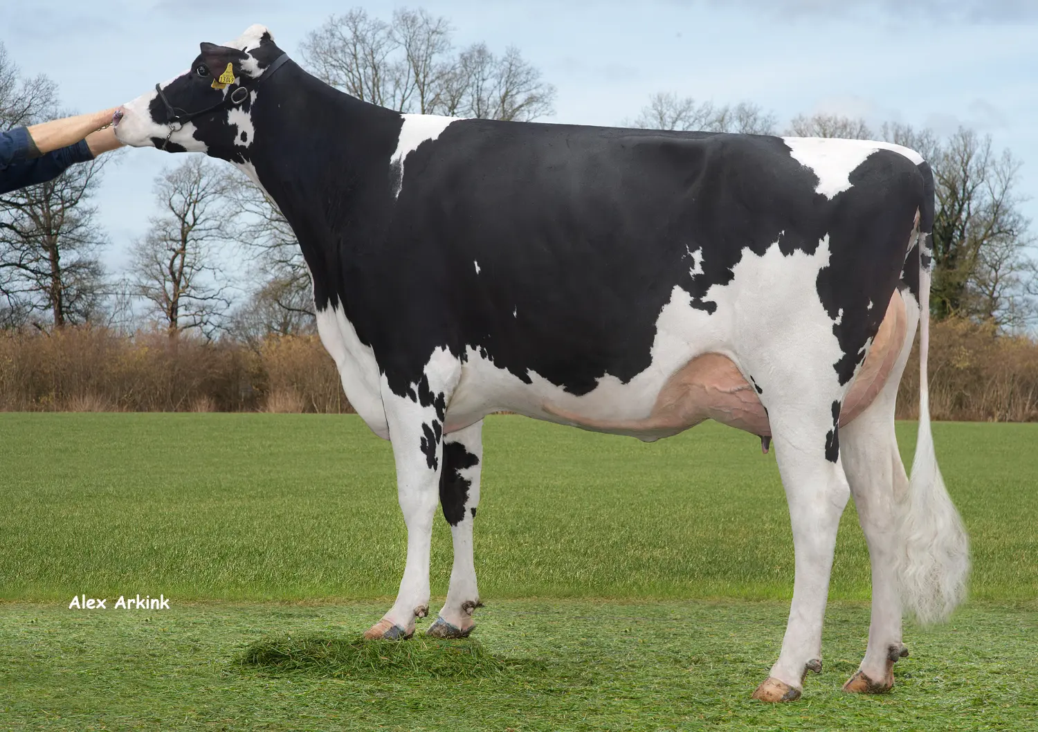 Thoenes Holstein International