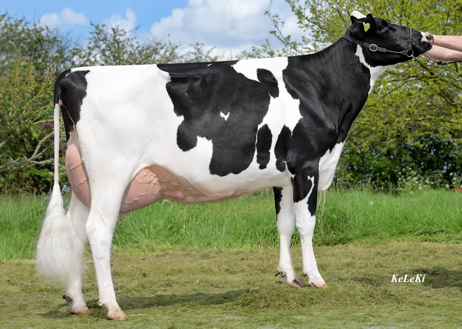 Thoenes Holstein International
