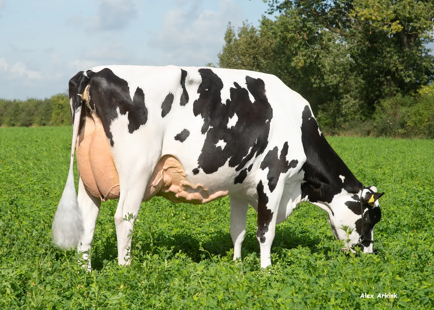 Thoenes Holstein International
