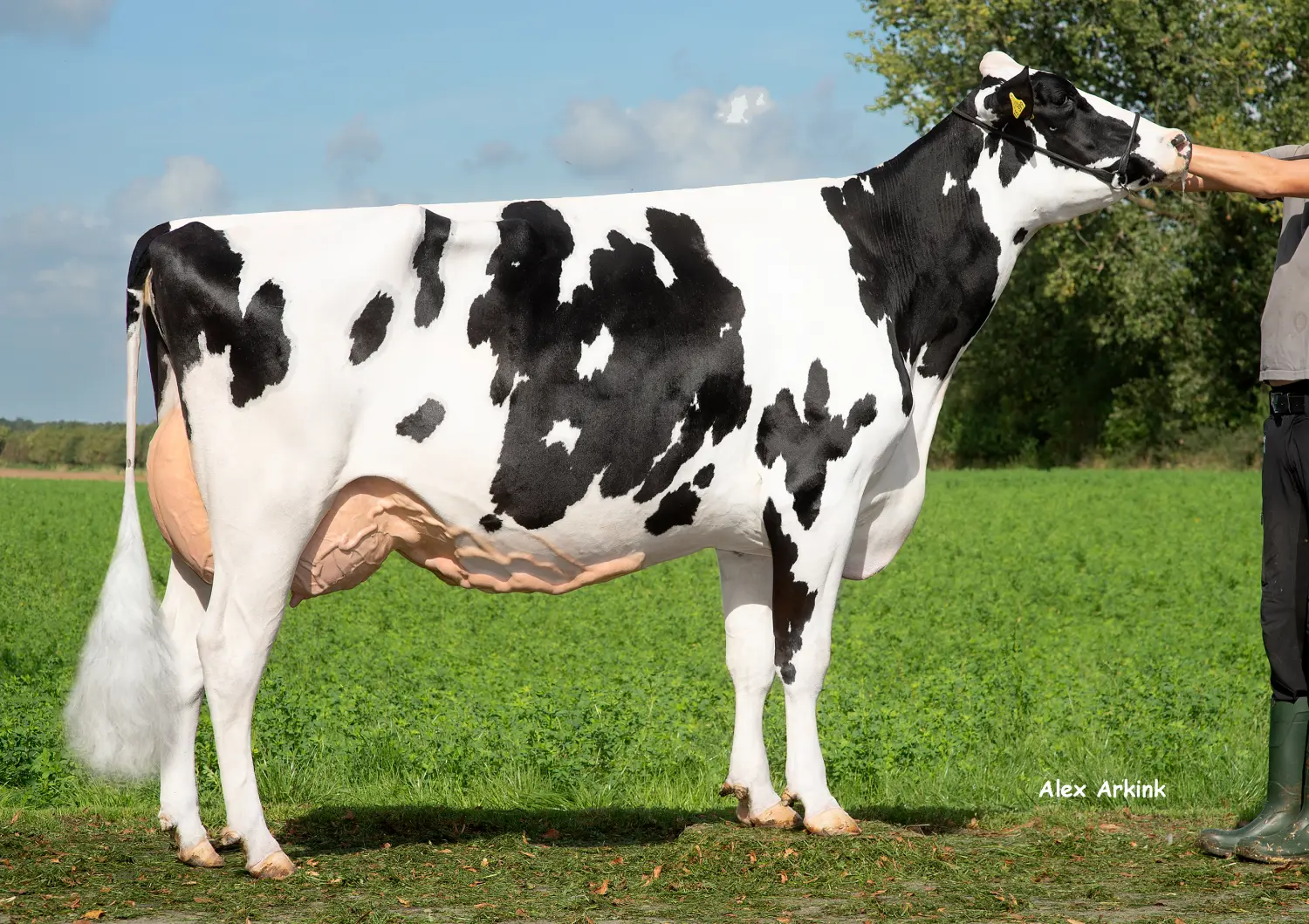 Thoenes Holstein International