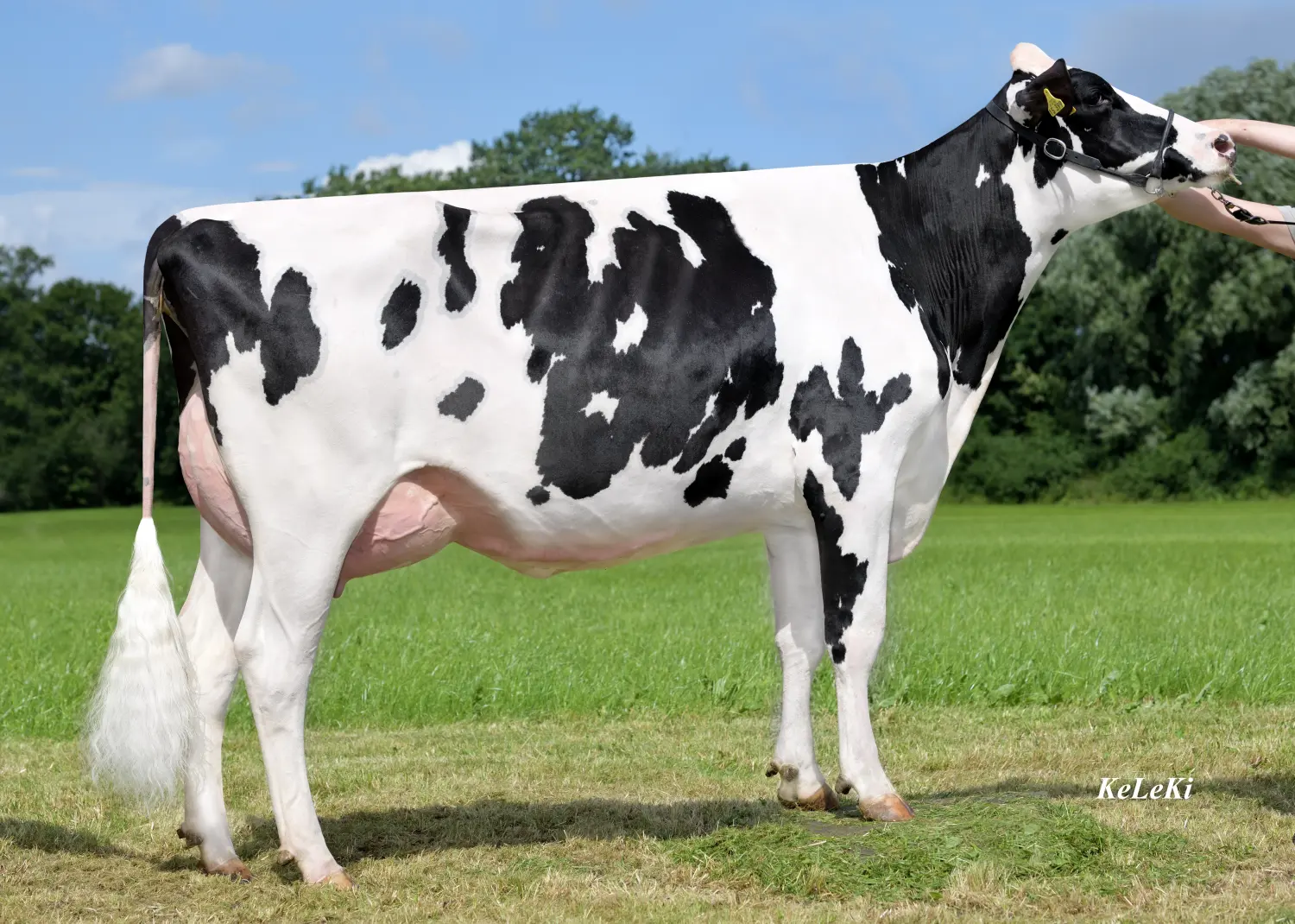 Thoenes Holstein International