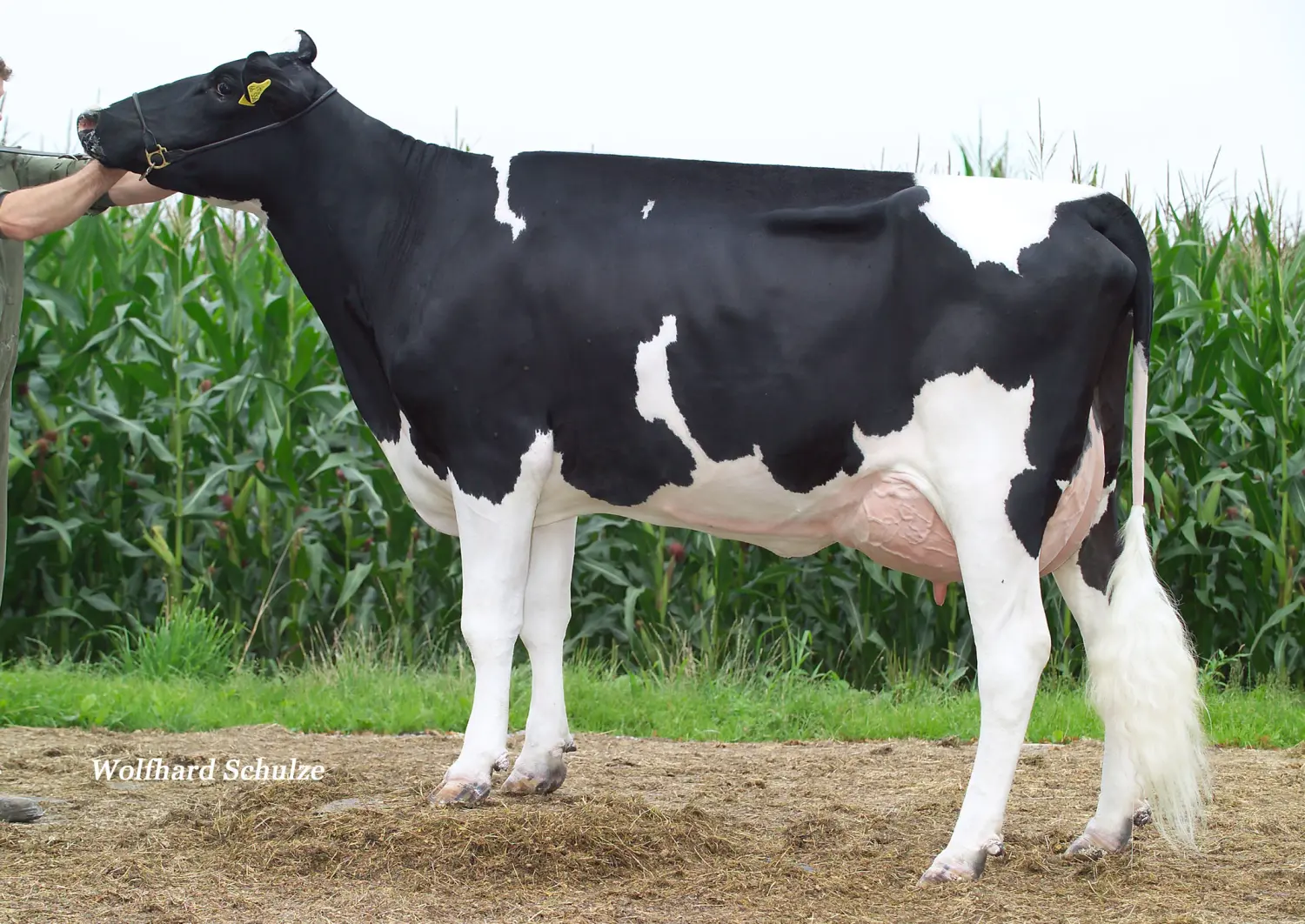 Thoenes Holstein International