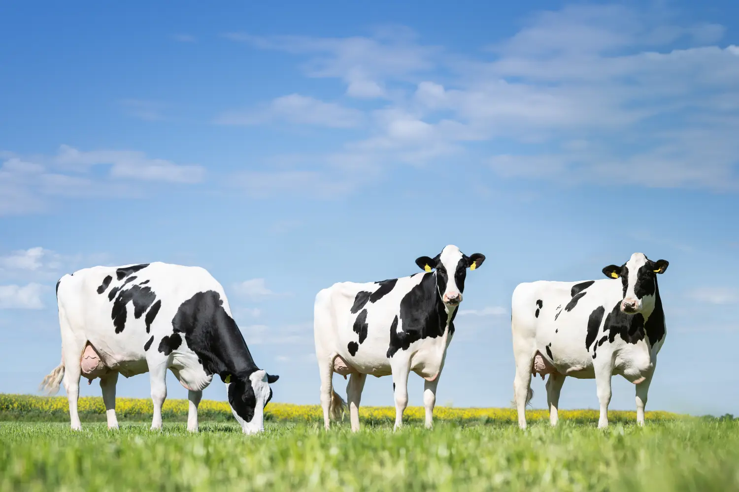 Kuh von THI Thönes Holstein International