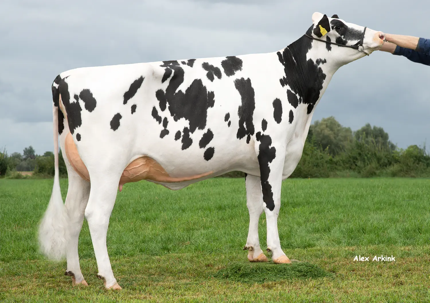 Thoenes Holstein International