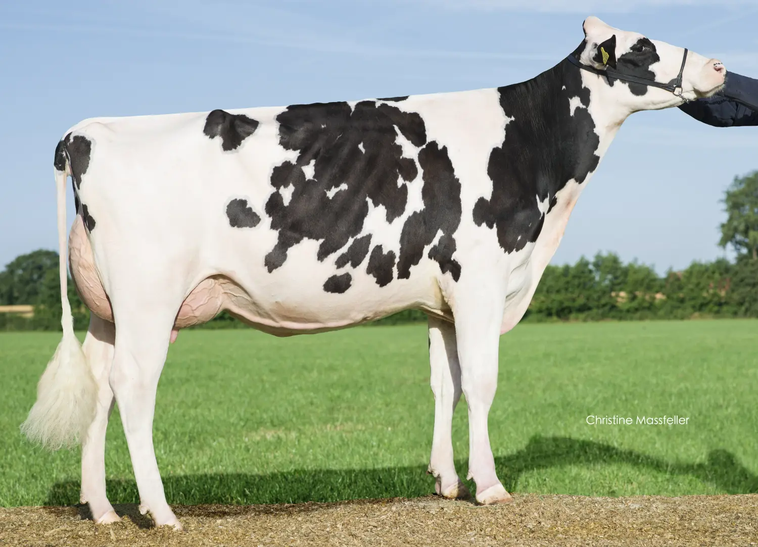 Thoenes Holstein International