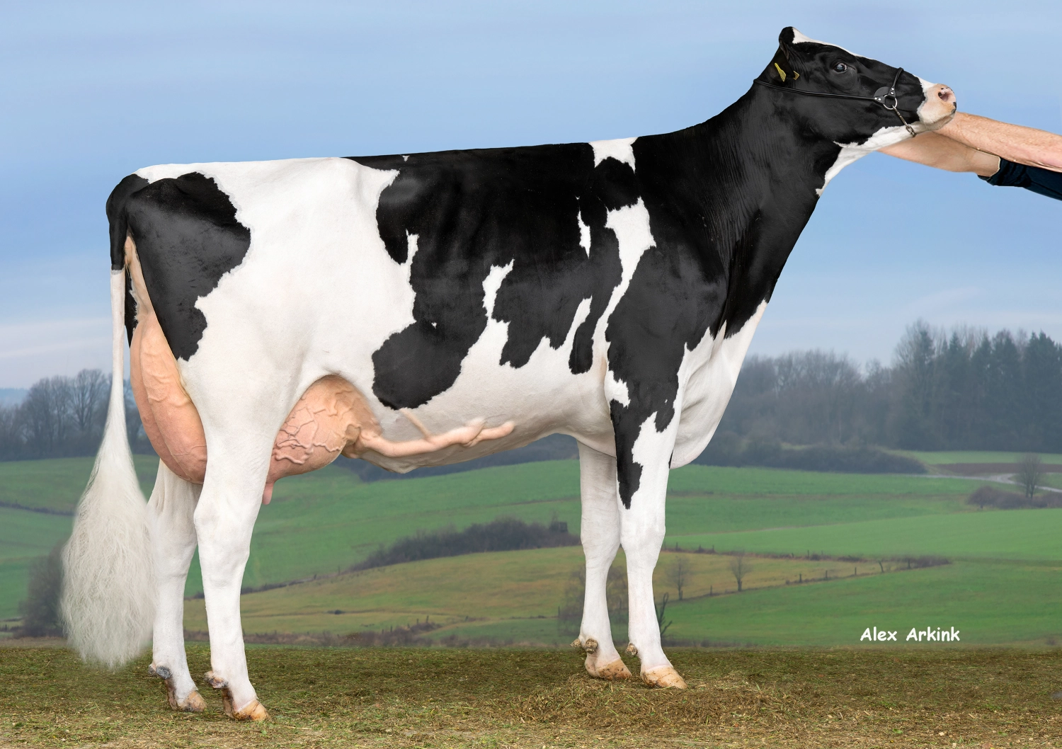 Thoenes Holstein International