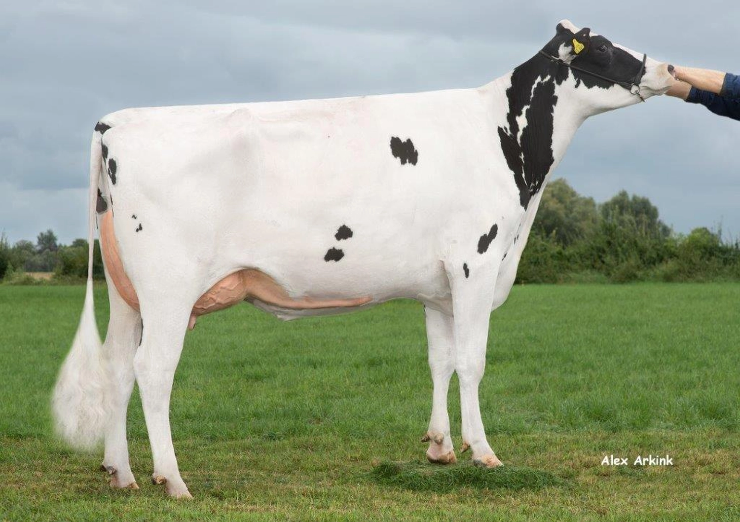 Thoenes Holstein International