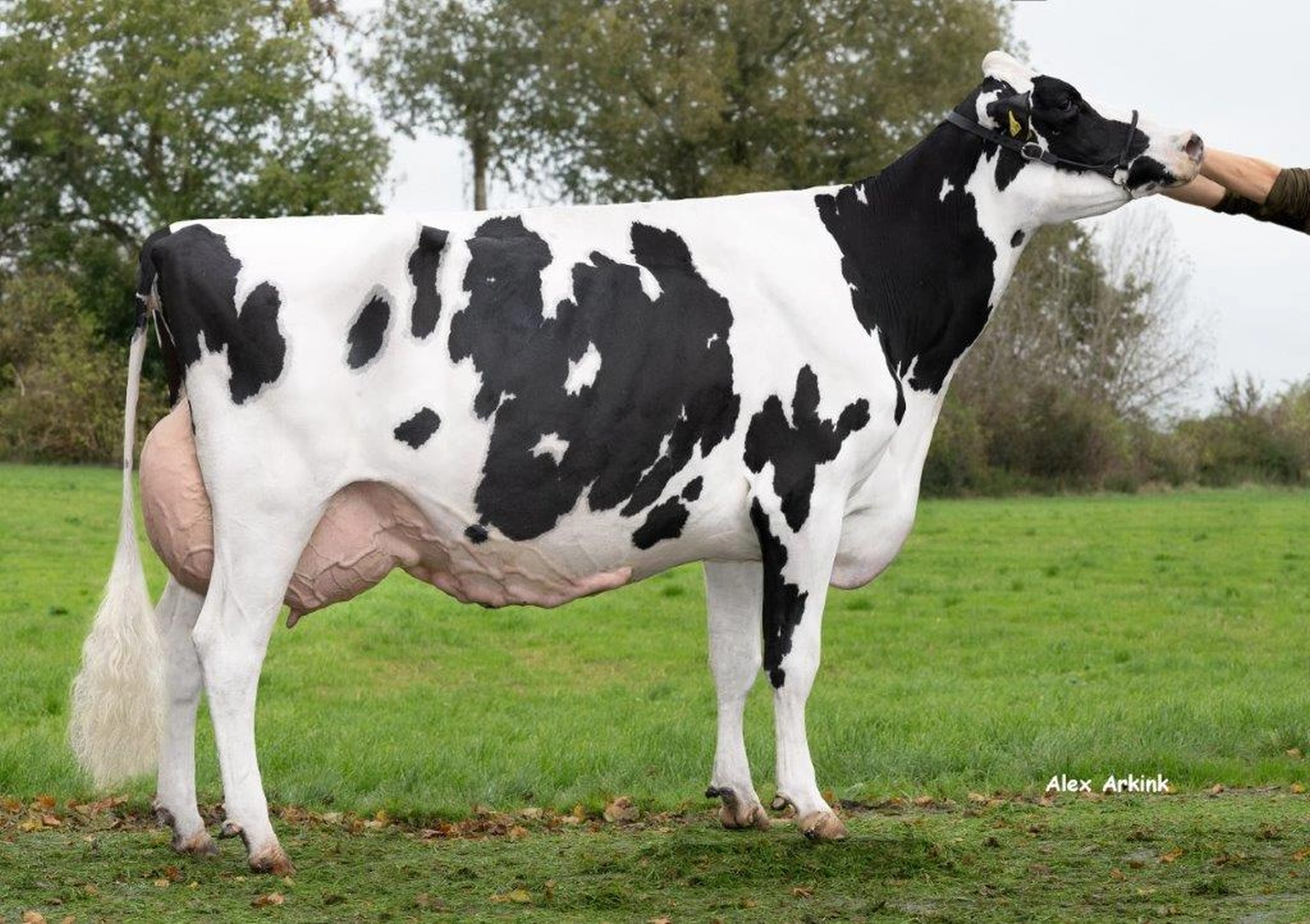 Thoenes Holstein International