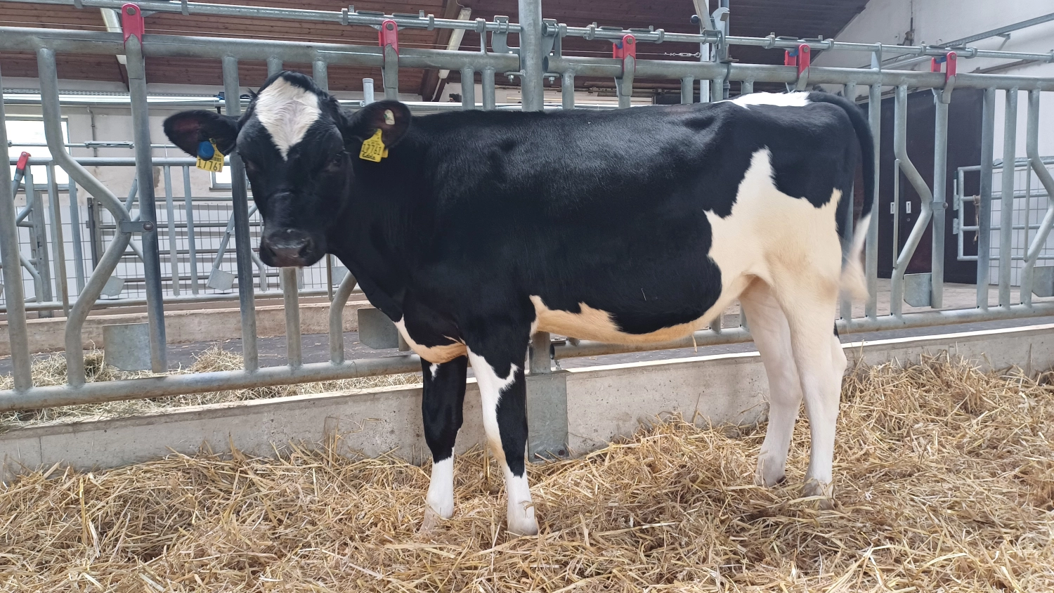 Thoenes Holstein International