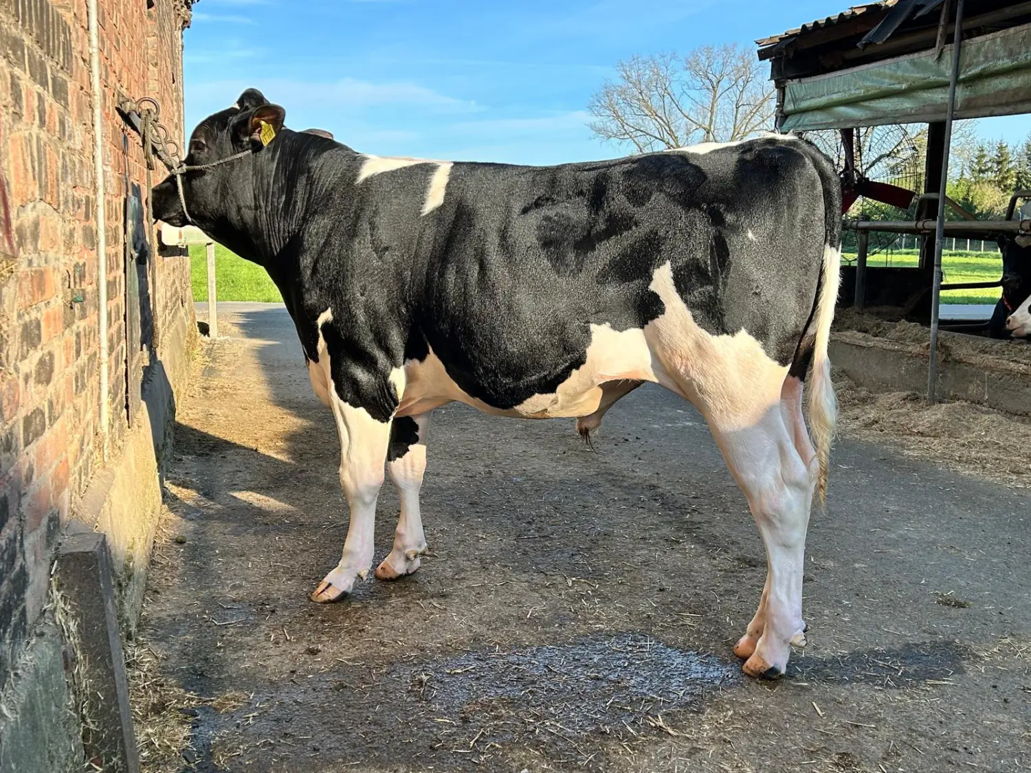 Thoenes Holstein International