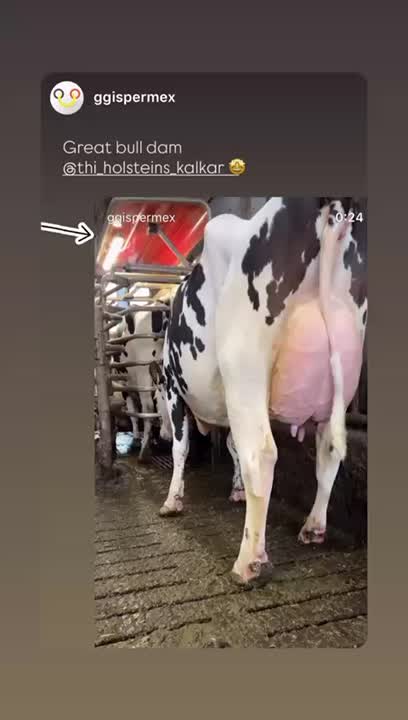 Thoenes Holstein International